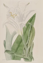 Ismenen narsissiflora